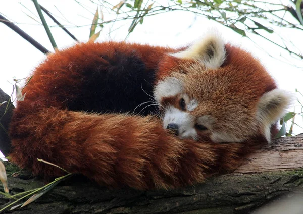 Panda Rojo Ailurus Fulgens — Foto de Stock