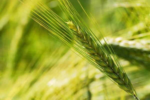 Orzo Cereali Cereali Agricoli — Foto Stock