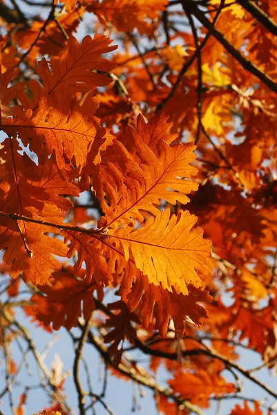 Oak Fall — Stock Photo, Image