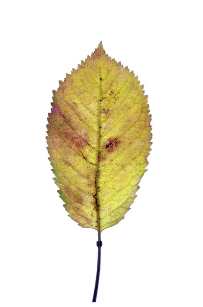 Cherry Leaf Leaf Cerry — Stock Photo, Image