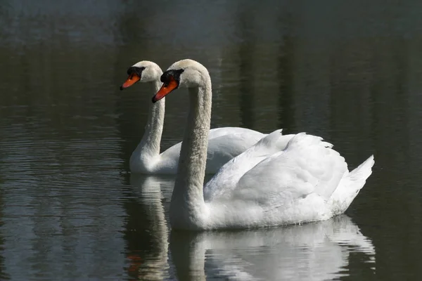 Vue Panoramique Sur Les Cygnes Majestueux Nature — Photo