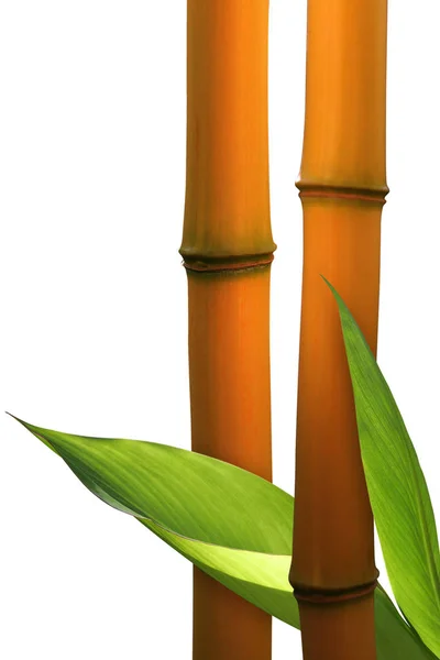 Bambu Isolado Fundo Branco — Fotografia de Stock
