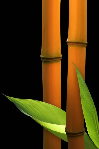 Bambu Planta Fundo Preto — Fotografia de Stock