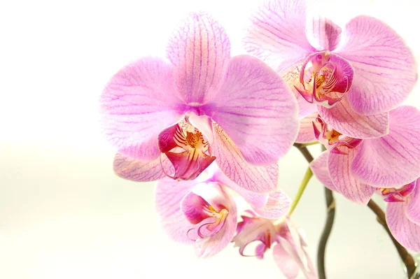 Квіткова Квітка Природної Орхідеї Рослина Флори — стокове фото