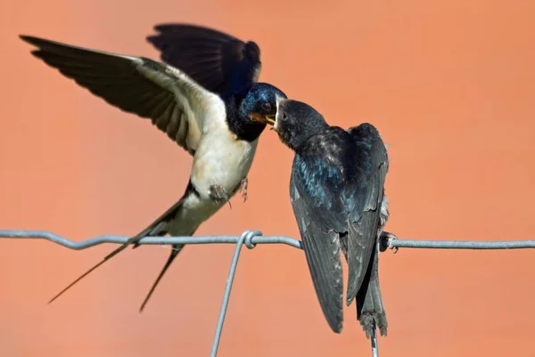 Vista Panorámica Hermoso Pájaro Naturaleza — Foto de Stock