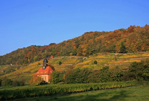 Vigneti Agricoltura Viti Piante — Foto Stock