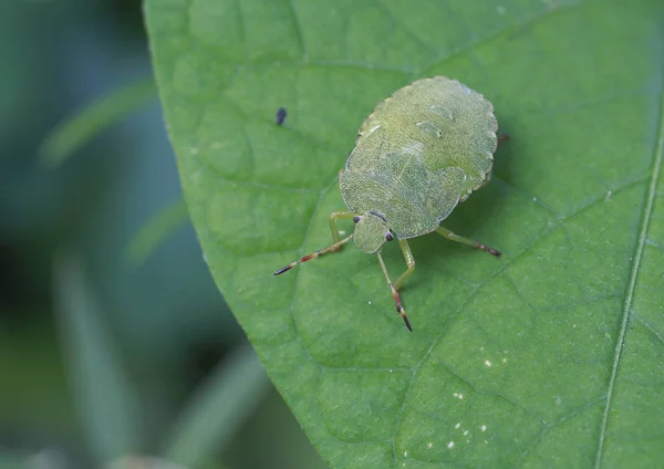Primo Piano Bug Natura Selvaggia — Foto Stock