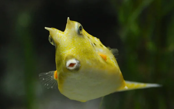 Trotz Ihres Auf Den Ersten Blick Mollig Wirkenden Formalkoffer Fisches — Stockfoto