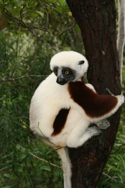 Großaufnahme Von Tier Zoo — Stockfoto