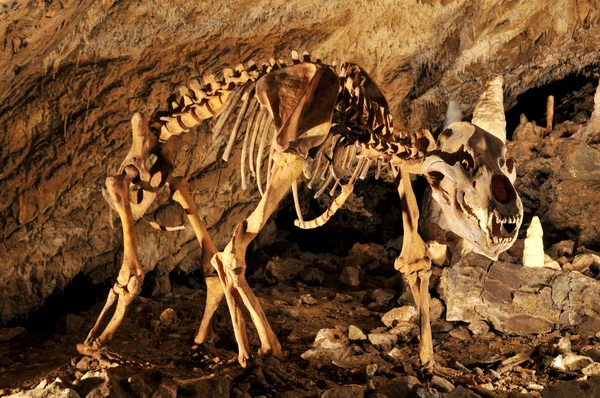 Questo Raro Orso Grotta Può Vedere Nel Rubeland Baumann Harz — Foto Stock