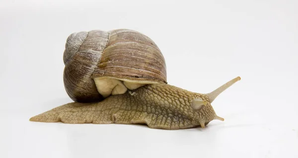 Snail Invertebrate Helix Mollusk — Stock Photo, Image