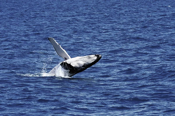 Fondo Pantalla Tema Marino Disparo Luz Del Día — Foto de Stock