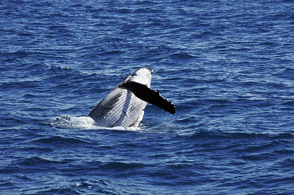 Fondo Pantalla Tema Marino Disparo Luz Del Día — Foto de Stock