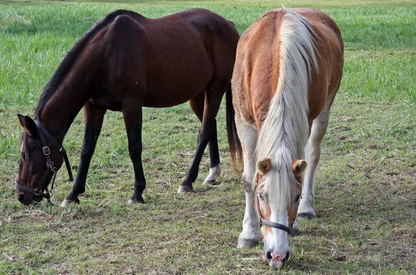 Chevaux Extérieur Jour — Photo