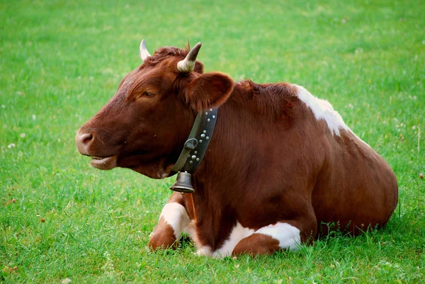 Vaches Dans Paysage Naturel Orientation Sélective — Photo