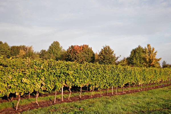 Wijngaarden Landbouw Wijnstokken — Stockfoto