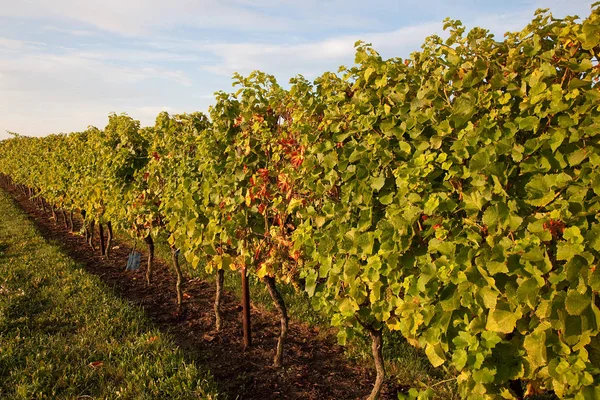 Agricoltura Vigneto Flora Folaige Campagna — Foto Stock