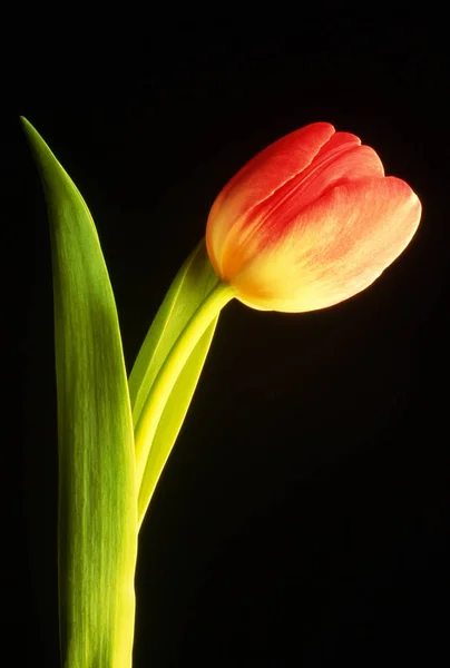Tulipe Rouge Still Life — Photo