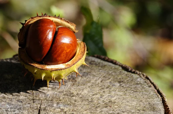 Castanhas Toco Floresta — Fotografia de Stock