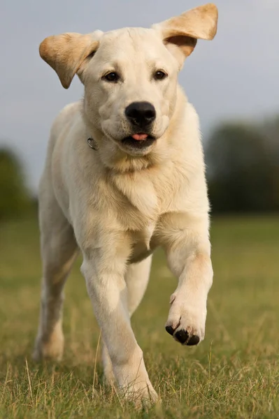 Labrador Retriever Zwierzę Domowe — Zdjęcie stockowe