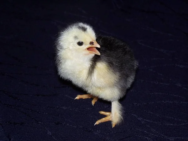 Маленький Цыпленок Большим Маячком — стоковое фото