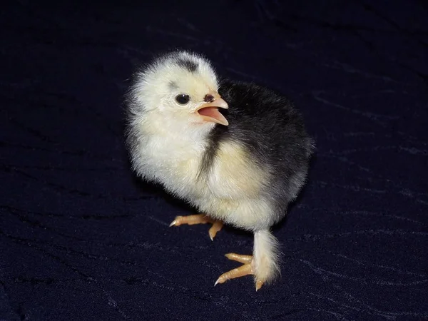 Pequeña Choza Con Gran Pico — Foto de Stock