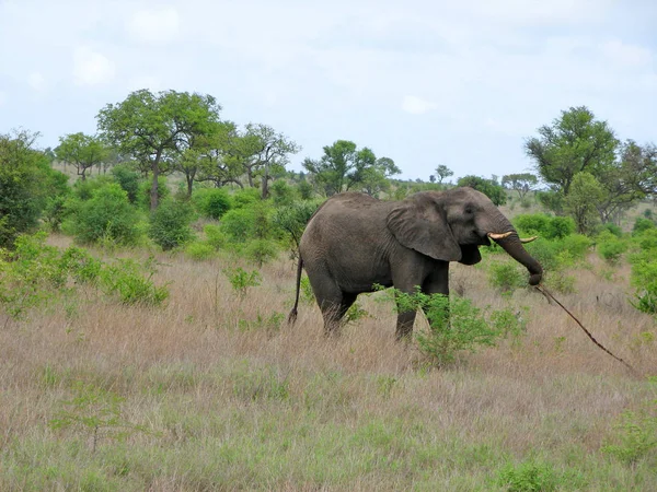 Mamífero Africano Animal Herbívoro Elefante — Fotografia de Stock