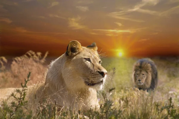 Αφρικανικό Λιοντάρι Άγριο Μεγάλο Ζώο Γάτα — Φωτογραφία Αρχείου