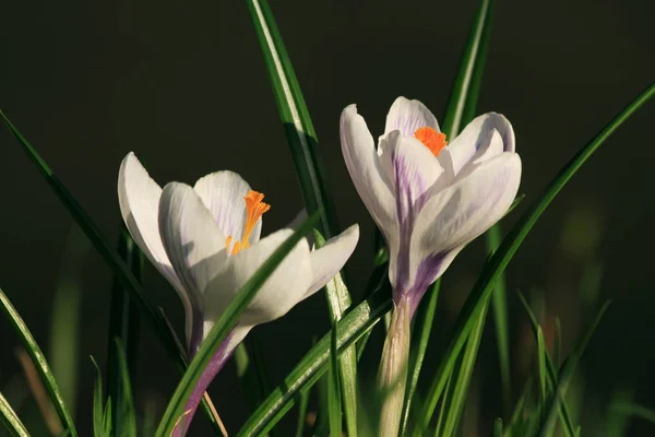 First Spring Flowers Crocus — Stock Photo, Image