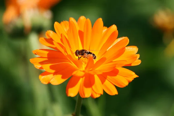 Schöne Aussicht Auf Natürliche Ringelblume — Stockfoto