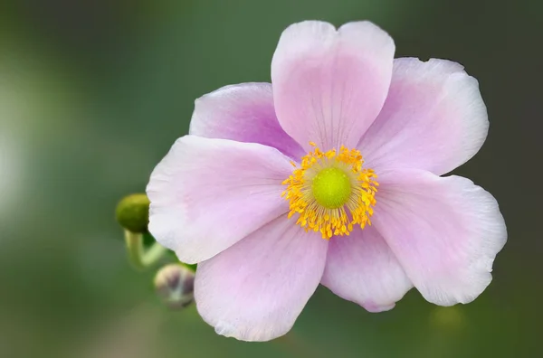 Bellissimi Fiori Sfondo Concetto Floreale — Foto Stock