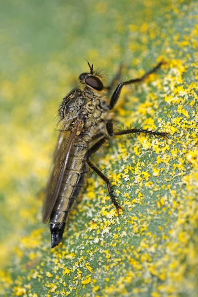 Närbild Insekter Vild Natur — Stockfoto