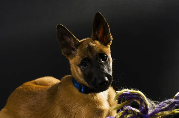 Malinois Czarnym Tle Low Key — Zdjęcie stockowe