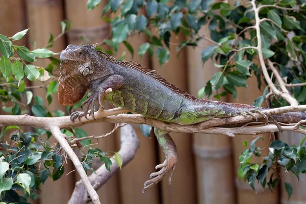 Animal Sauvage Exotique Lézard Reptile — Photo