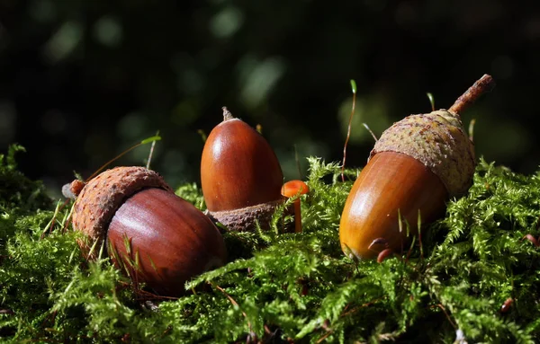 Hermoso Plano Botánico Fondo Pantalla Natural — Foto de Stock