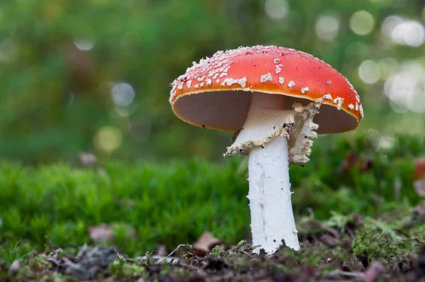 Las Heces Rojas Pertenecen Grupo Hongos Venenosos — Foto de Stock