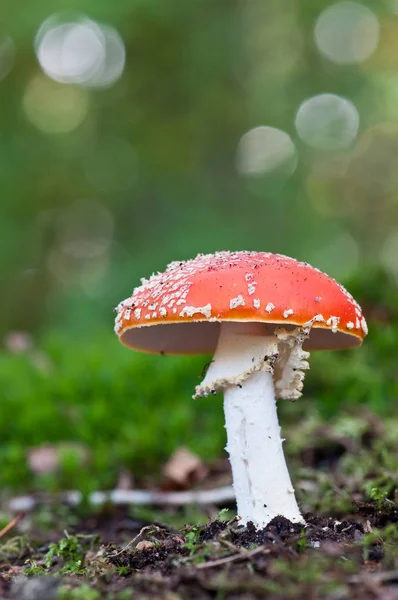 Culture Champignons Dans Forêt Fond Nature — Photo