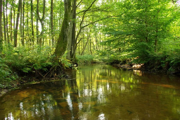 Hermosa Vista Naturaleza Escena — Foto de Stock