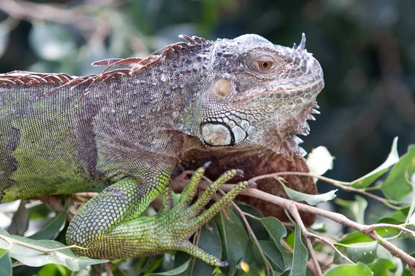 エキゾチックな野生動物や爬虫類のトカゲ — ストック写真