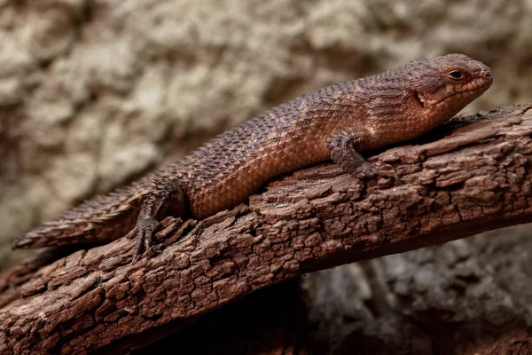 Animal Sauvage Lézard Reptile Iguane — Photo
