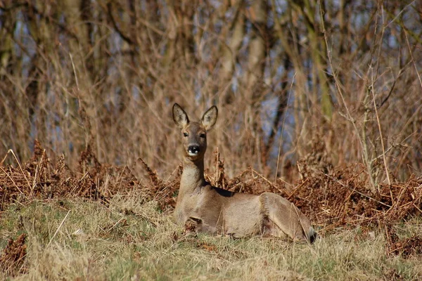 Kangourou Dans Nature — Photo