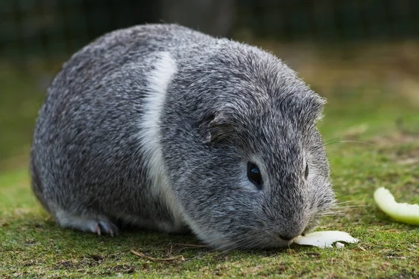 Hamster Meerschweinchen Nagetier Haustier — Stockfoto