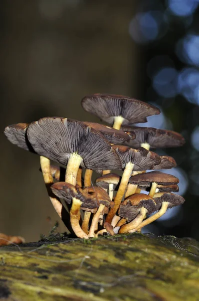 Fundo Fungos Tronco Árvore Morta — Fotografia de Stock