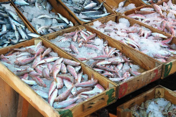 Alimento Mar Mercado Peixes — Fotografia de Stock