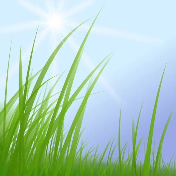 Gras Wiese Himmel Sonne — Stockfoto
