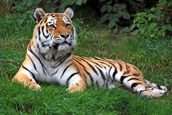 Poderoso Depredador Gato Salvaje Animal Tigre Rayado — Foto de Stock
