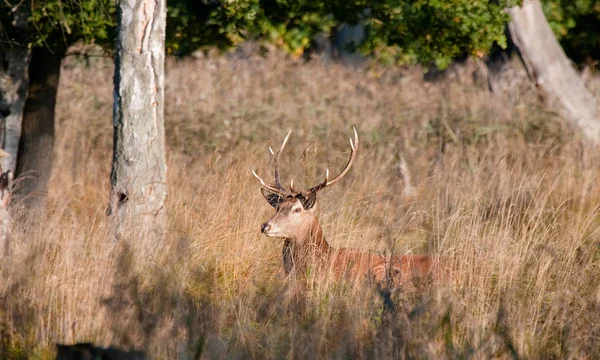 Nature Faune Jachère Cerf — Photo