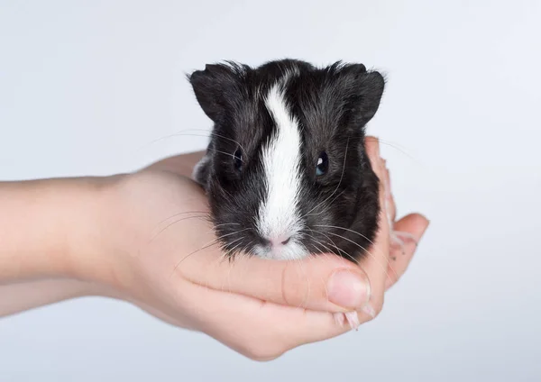 Nahaufnahme Von Jungen Meerschweinchen — Stockfoto