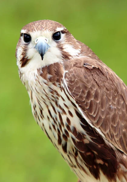 Schilderachtig Uitzicht Prachtige Slechtvalk Natuur — Stockfoto