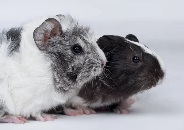 Guinea Pig White Background — Stock Photo, Image